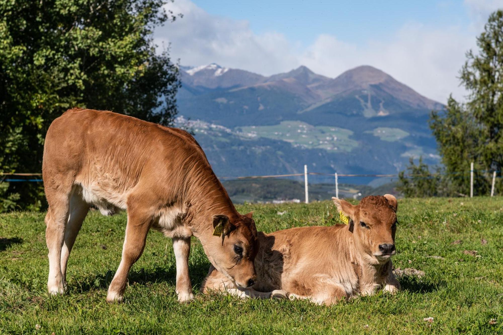 Widmannhof - Urlaub Auf Dem Biobauernhof Villa Brixen Buitenkant foto
