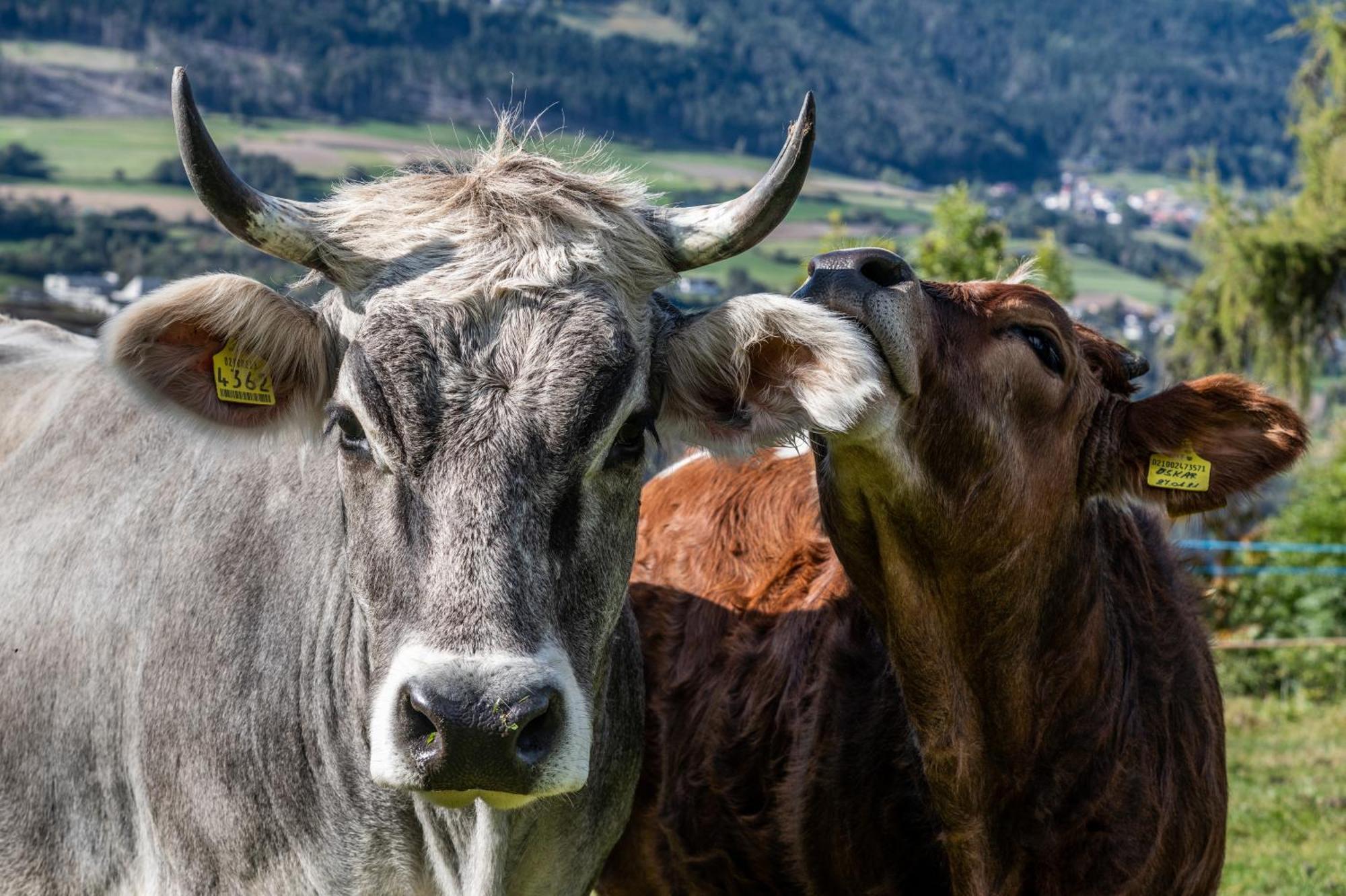 Widmannhof - Urlaub Auf Dem Biobauernhof Villa Brixen Buitenkant foto