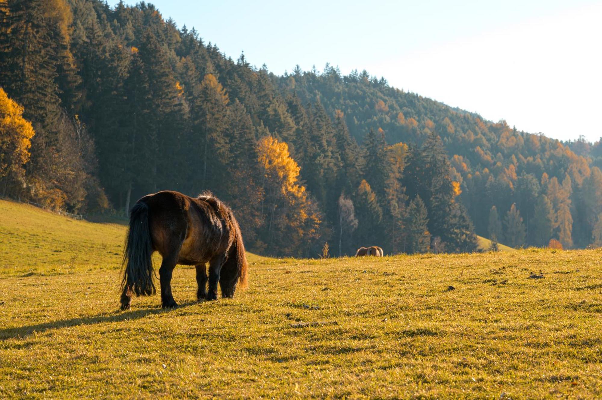 Widmannhof - Urlaub Auf Dem Biobauernhof Villa Brixen Buitenkant foto